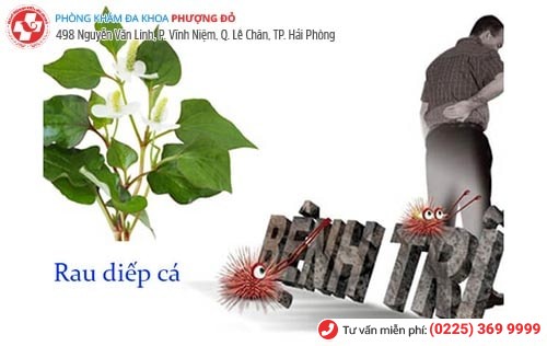 Rau diếp cá - cách chữa bệnh trĩ tại nhà hiệu quả